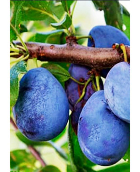 Слива Прикубанская Слива Прикубанская