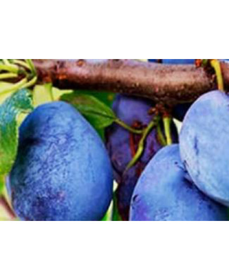 Слива Прикубанская Слива Прикубанская