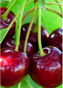 Черешня Бряночка