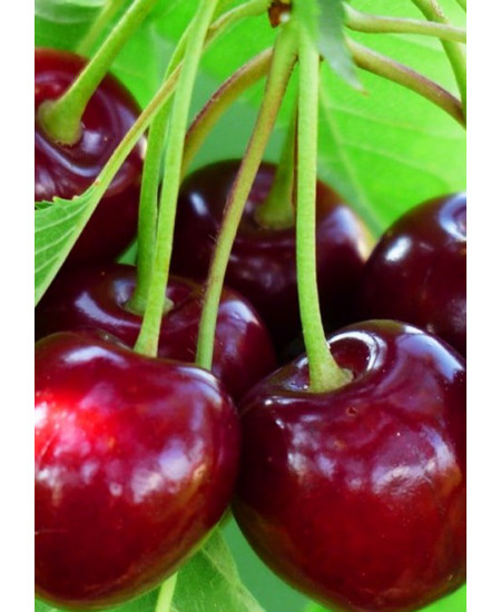 Черешня Бряночка Черешня Бряночка