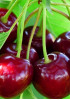 Черешня Бряночка Черешня Бряночка
