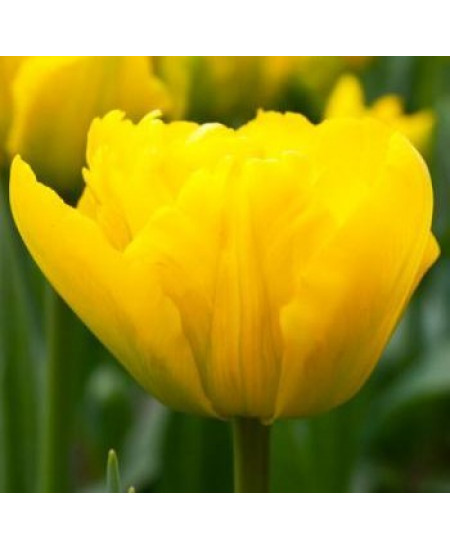 Тюльпан "Marie Jo" 3шт в упаковке (размер 11\12) Тюльпан "Marie Jo" 3шт в упаковке (размер 11\12)