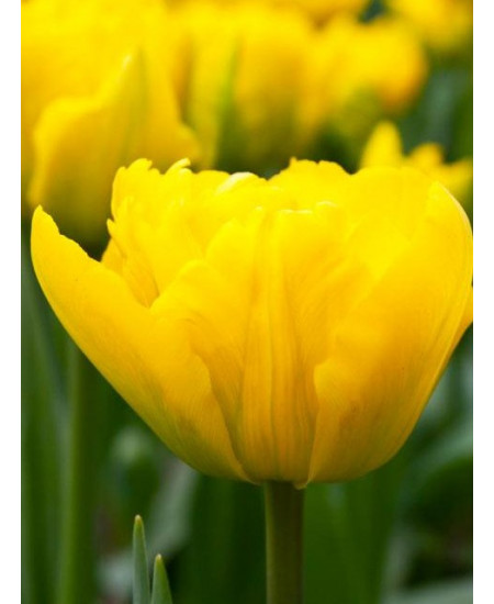 Тюльпан "Marie Jo" 3шт в упаковке (размер 11\12) Тюльпан "Marie Jo" 3шт в упаковке (размер 11\12)