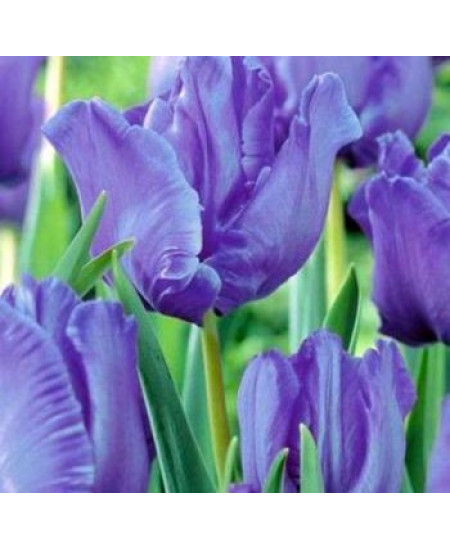 Тюльпан попугайный "Блю Пэррот" (Blue Parrot) 3шт в упаковке (размер 11/12) Тюльпан попугайный "Блю Пэррот" (Blue Parrot) 3шт в упаковке (размер 11/12)