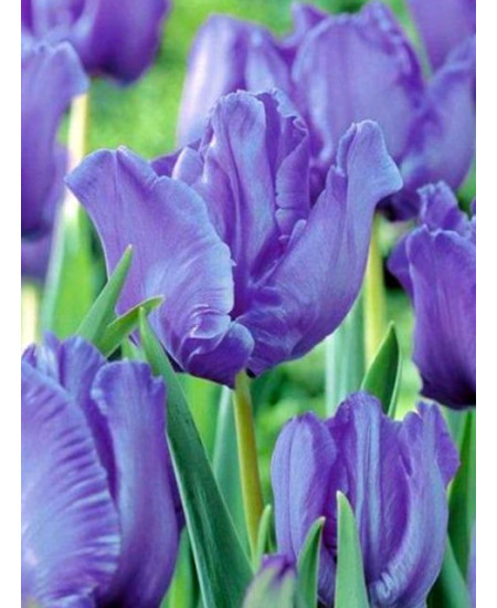 Тюльпан попугайный "Блю Пэррот" (Blue Parrot) 3шт в упаковке (размер 11/12) Тюльпан попугайный "Блю Пэррот" (Blue Parrot) 3шт в упаковке (размер 11/12)