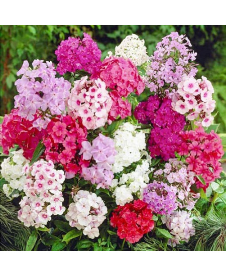 Флокс метельчатый, микс Флокс метельчатый, микс