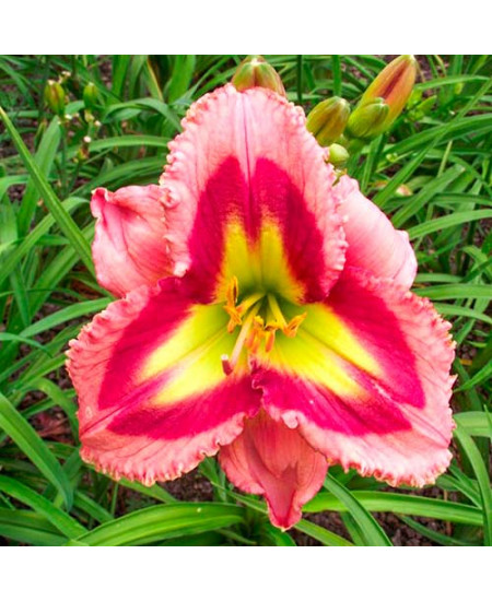 Лилейник Разберри Дабл Лилейник Разберри Дабл