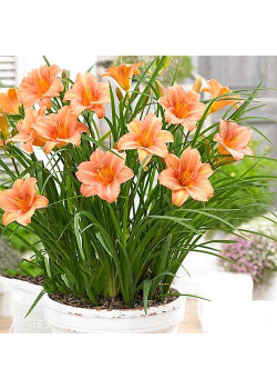 Лилейник Крим