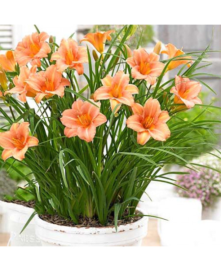 Лилейник Крим Лилейник Крим