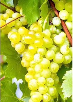 Виноград Монарх