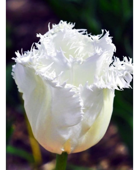 Тюльпан бахромчатый "Ханимун" (Honeymoon) 3шт в упаковке (размер 11/12) Тюльпан бахромчатый "Ханимун" (Honeymoon) 3шт в упаковке (размер 11/12)