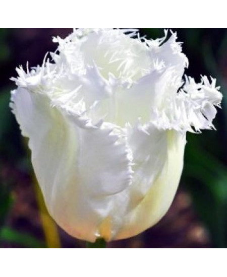 Тюльпан бахромчатый "Ханимун" (Honeymoon) 3шт в упаковке (размер 11/12) Тюльпан бахромчатый "Ханимун" (Honeymoon) 3шт в упаковке (размер 11/12)