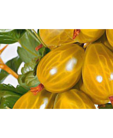 Крыжовник Золотистый Крыжовник Золотистый