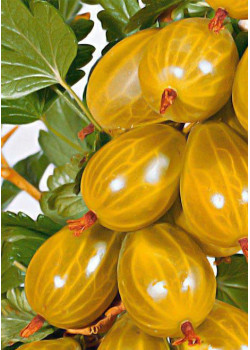 Крыжовник Золотистый