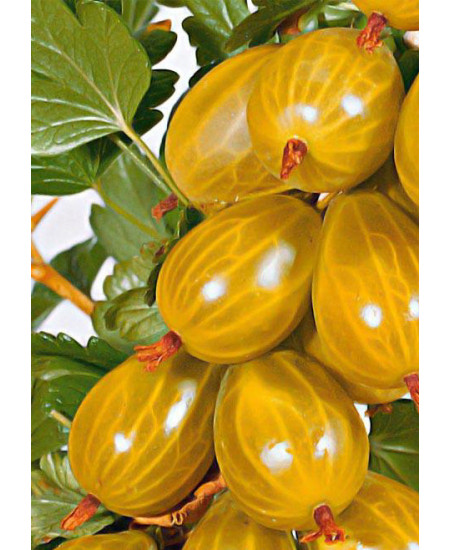 Крыжовник Золотистый Крыжовник Золотистый