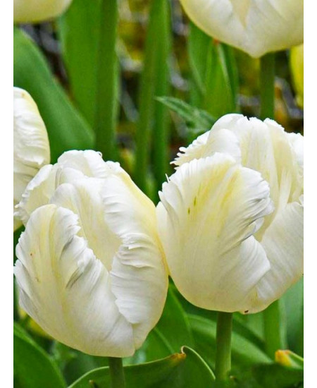Тюльпан попугайный "Уайт Пэррот" (White Parrot) 3шт в упаковке (размер 11/12) Тюльпан попугайный "Уайт Пэррот" (White Parrot) 3шт в упаковке (размер 11/12)