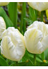 Тюльпан попугайный "Уайт Пэррот" (White Parrot) 3шт в упаковке (размер 11/12) Тюльпан попугайный "Уайт Пэррот" (White Parrot) 3шт в упаковке (размер 11/12)