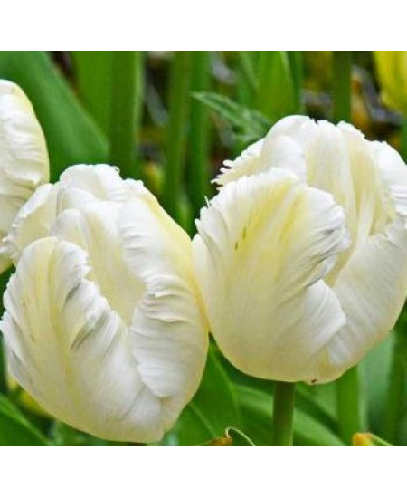 Тюльпан попугайный "Уайт Пэррот" (White Parrot) 3шт в упаковке (размер 11/12) Тюльпан попугайный "Уайт Пэррот" (White Parrot) 3шт в упаковке (размер 11/12)