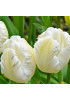 Тюльпан попугайный "Уайт Пэррот" (White Parrot) 3шт в упаковке (размер 11/12) Тюльпан попугайный "Уайт Пэррот" (White Parrot) 3шт в упаковке (размер 11/12)