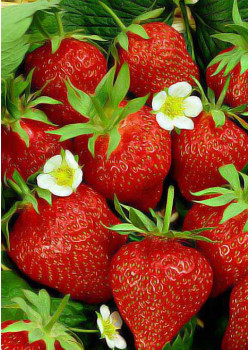 Клубника Искушение (Упаковка 5шт)