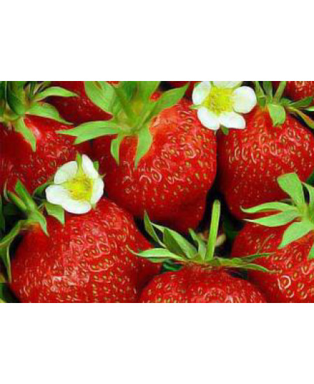 Клубника Искушение (Упаковка 5шт) Клубника Искушение (Упаковка 5шт)