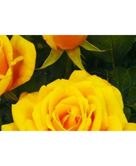 Роза чайно-гибридная Папилон Роза чайно-гибридная Папилон