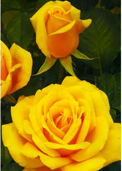 Роза чайно-гибридная Папилон