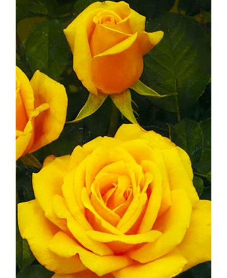 Роза чайно-гибридная Папилон Роза чайно-гибридная Папилон