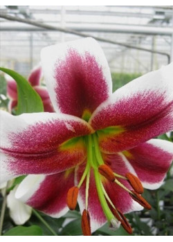 Лилия "Olimpic Torch" 3шт в упаковке