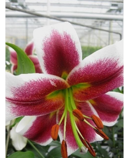 Лилия "Olimpic Torch" 3шт в упаковке Лилия "Olimpic Torch" 3шт в упаковке