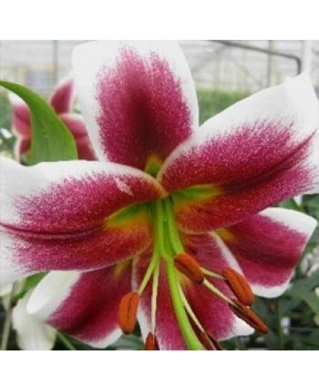 Лилия "Olimpic Torch" 3шт в упаковке Лилия "Olimpic Torch" 3шт в упаковке