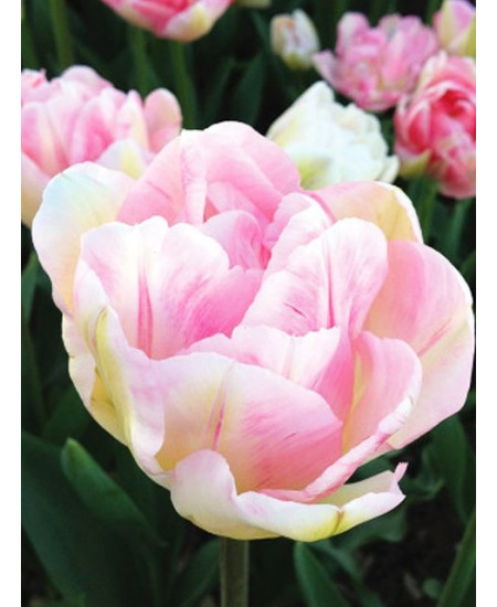 Тюльпан махровый поздний "Финола" (Finola) 3шт в упаковке (размер 12\+) Тюльпан махровый поздний "Финола" (Finola) 3шт в упаковке (размер 12\+)