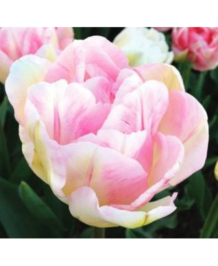 Тюльпан махровый поздний "Финола" (Finola) 3шт в упаковке (размер 12\+) Тюльпан махровый поздний "Финола" (Finola) 3шт в упаковке (размер 12\+)