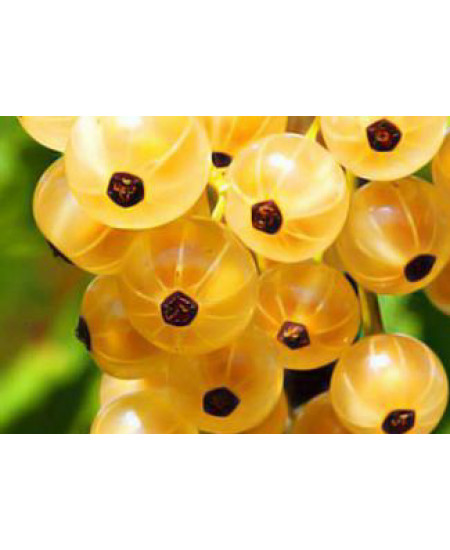 Смородина Императорская Смородина Императорская