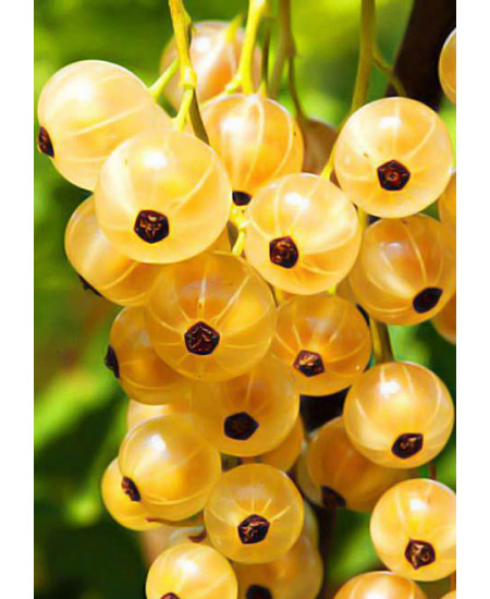 Смородина Императорская Смородина Императорская