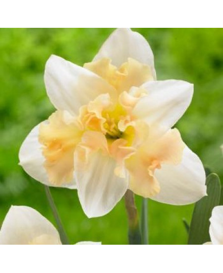 Нарцисс "Palmares" 3шт в упаковке Нарцисс "Palmares" 3шт в упаковке