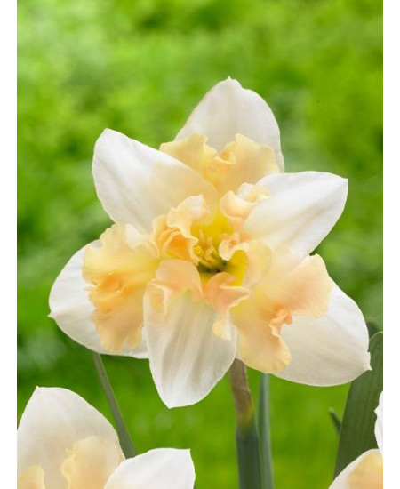 Нарцисс "Palmares" 3шт в упаковке Нарцисс "Palmares" 3шт в упаковке