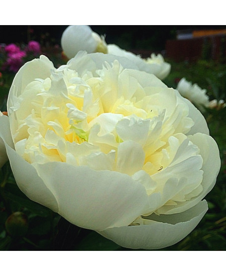 Пион Дюшес де Немур Пион Дюшес де Немур