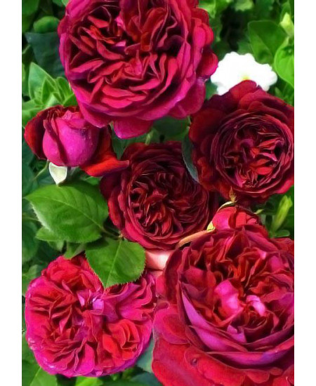 Роза английская Фальстаф Роза английская Фальстаф