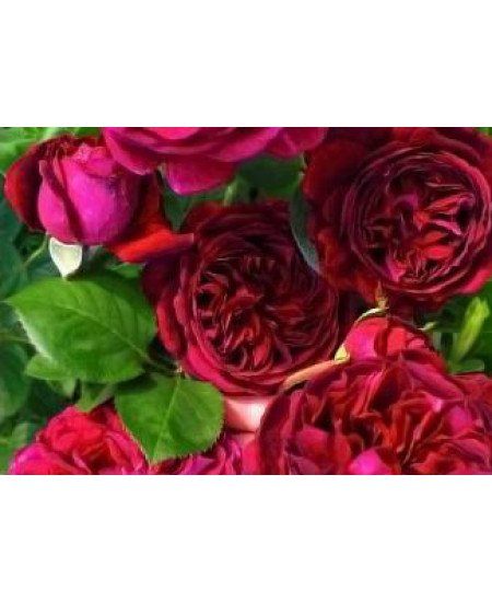 Роза английская Фальстаф Роза английская Фальстаф