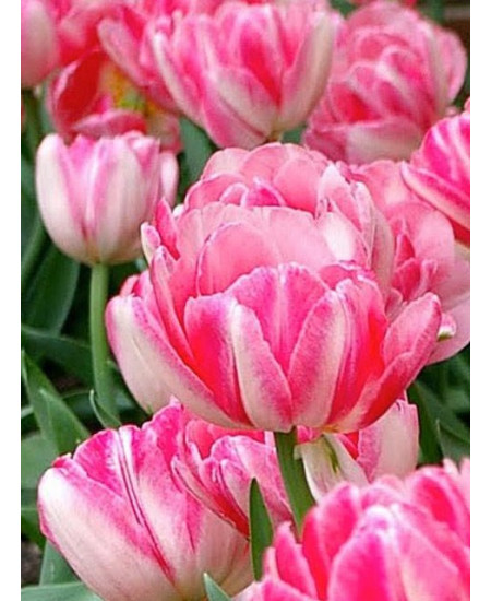 Тюльпан махровый ранний "Фокстрот" (Foxy Foxtrot) 3шт в упаковке (размер 11\12) Тюльпан махровый ранний "Фокстрот" (Foxy Foxtrot) 3шт в упаковке (размер 11\12)