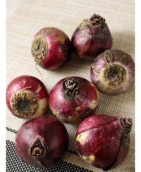 Гиацинт "Gipsy Queen" 3шт в упаковке Гиацинт "Gipsy Queen" 3шт в упаковке