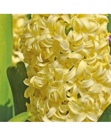 Гиацинт "City of Haarlem" 3шт в упаковке Гиацинт "City of Haarlem" 3шт в упаковке