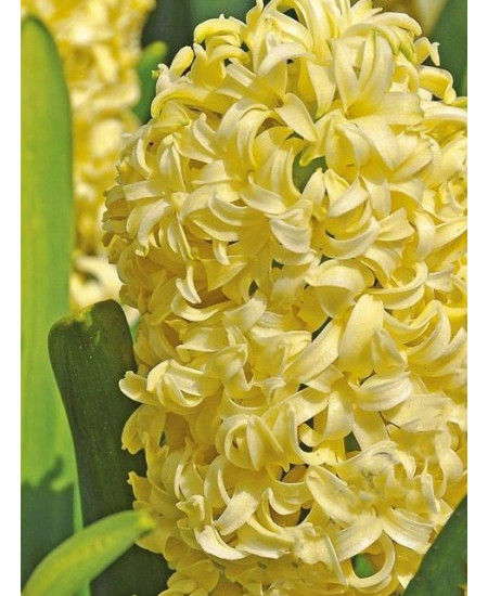 Гиацинт "City of Haarlem" 3шт в упаковке Гиацинт "City of Haarlem" 3шт в упаковке