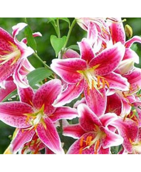 Лилия восточная "Старгейзер" (Stargazer) 3шт в упаковке (размер 12\14) Лилия восточная "Старгейзер" (Stargazer) 3шт в упаковке (размер 12\14)