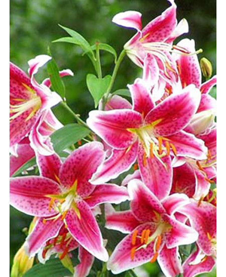 Лилия восточная "Старгейзер" (Stargazer) 3шт в упаковке (размер 12\14) Лилия восточная "Старгейзер" (Stargazer) 3шт в упаковке (размер 12\14)