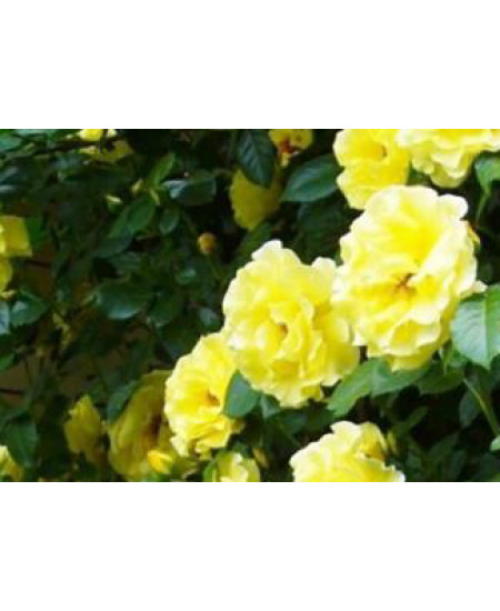 Роза плетистая Казино Роза плетистая Казино