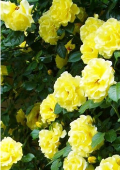 Роза плетистая Казино