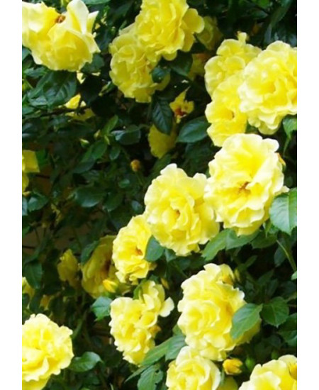 Роза плетистая Казино Роза плетистая Казино