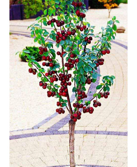 Вишня колоновидная Ашинский гибрид Вишня колоновидная Ашинский гибрид